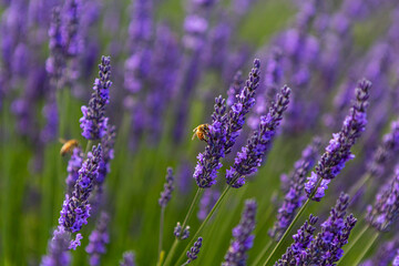 Honey bees on lavender
