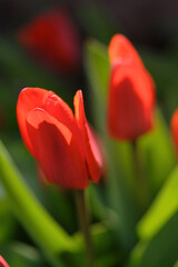 Naklejka premium Tulip flowers - close-up
