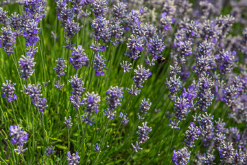 Lavender blossoms
