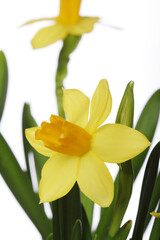 Yellow daffodils on a white background