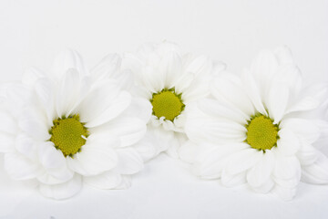Obraz premium Chrysanthemums on white background - close-up