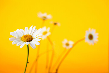 Camomile on yellow background