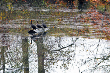 Cormorant Log Trio 04