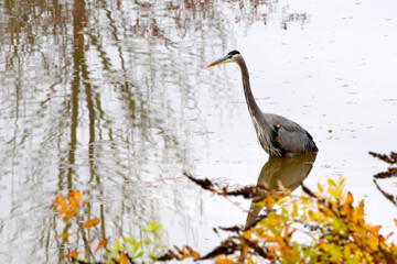 Hunting Heron 01