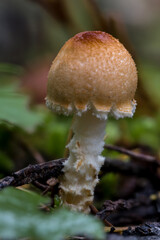 Mushrooms growing in Fall in Northern Idaho