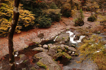紅葉と落ち葉が積もった菊池渓谷の秋の風景