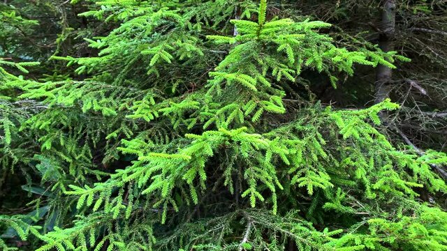 Close up footage of pine tree near mountain village (high plateau) called "Sis Dagi" of Trabzon city of Black sea region in Turkey. Beautiful nature scene in sunny day.