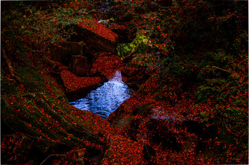 紅葉の中の水面に浮かぶ空