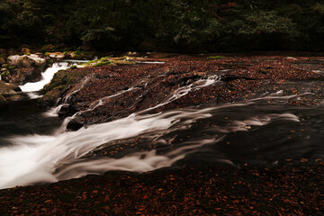 紅葉と落ち葉が積もった菊池渓谷の秋の風景