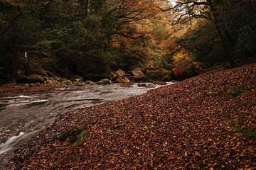 紅葉と落ち葉が積もった菊池渓谷の秋の風景