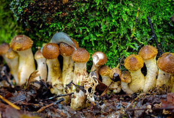 Autumn mushrooms Honey mushrooms in the forest