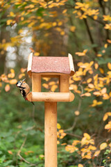 wooden bird house
