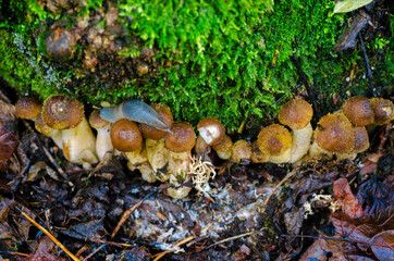 Autumn mushrooms Honey mushrooms in the forest