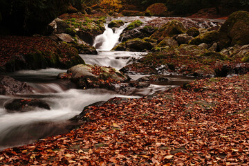 紅葉と落ち葉が積もった菊池渓谷の秋の風景