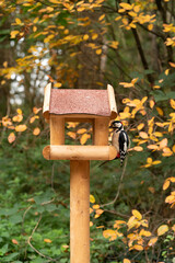 wooden bird house
