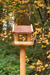 wooden bird house