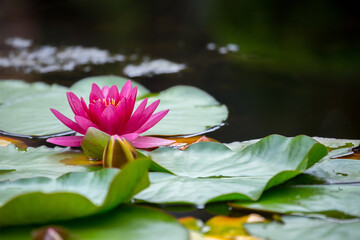 Magenta water lilies or Nymphaea in a decorative pond in the garden in oriental style.