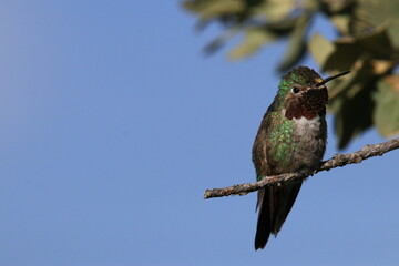 Selasphorus platycercus (Zumbador cola ancha)