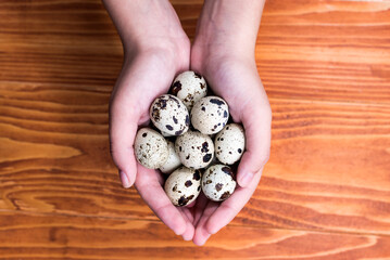 Childs hands holding small Quail eggs. Detailed closeup of spotted quail eggs