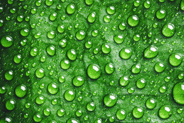 Green leaf water drops. Natural environment background. Raindrops morning dew texture.