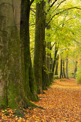 Obraz premium Kilder, Netherlands - oktober 2020