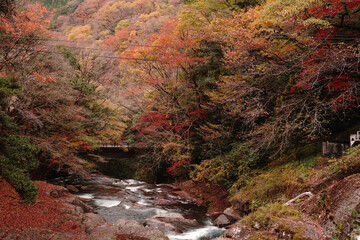 紅葉と落ち葉が積もった菊池渓谷の秋の風景