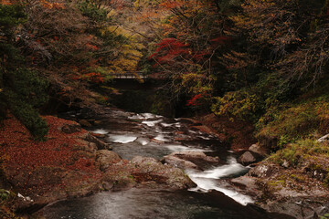 紅葉と落ち葉が積もった菊池渓谷の秋の風景