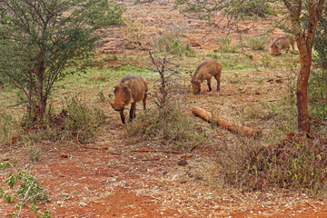 Warthog pigs