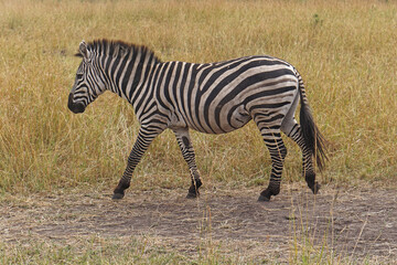 Naklejka premium Zebra
