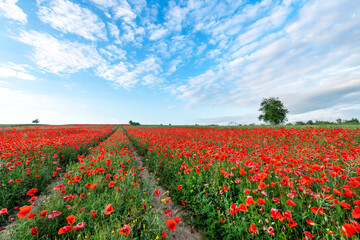 Beautiful summer landscape - field full of red popy flowers