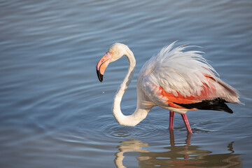 Pink flamingo walking inside the lagoon
