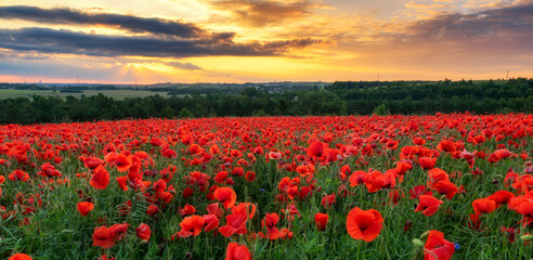 Fototapeta na wymiar Beautiful poppy field during sunset