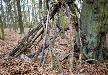 animal livestock in the forest