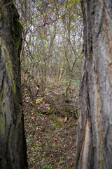 Fototapeta premium view among the trees in the forest