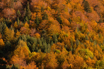 Beech forest and other trees with autumn colors in the Selva de Oza, Aragonese Pyrenees. Hecho and Anso, Huesca, Spain.