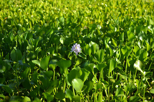 camalotal flor
