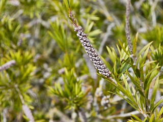 fruits of Eucalyptus sp.