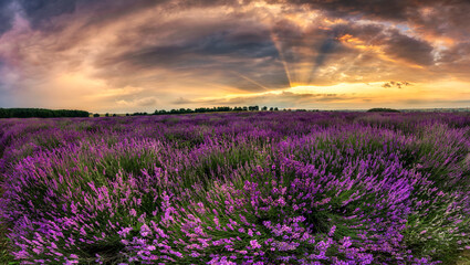 Beautiful lavender field sunset landscape