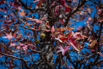 red maple autumn leaves