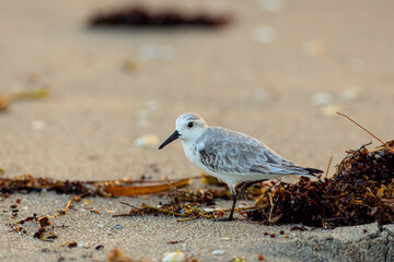 Coastal scene of sandpiper sanderling on the beach in South Florida