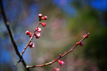 日本の早春を連想させる梅の花の蕾