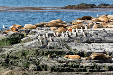 Sea lions and cormorants the Beagle Channel