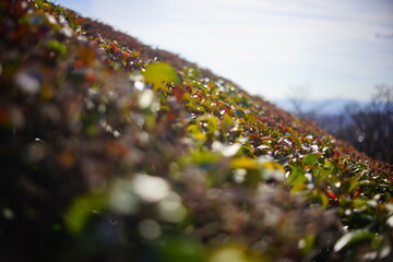 美しく刈り込まれたサザンカの垣根