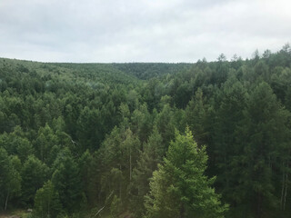 forest in the mountains