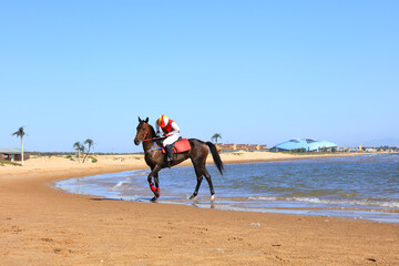 Fototapeta na wymiar Race horse and jockey galloping on the beach