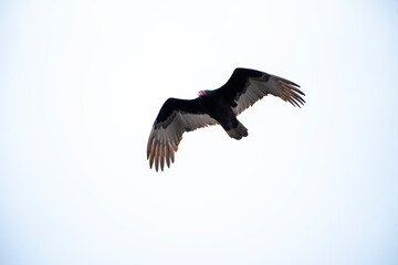 Turkey Vulture