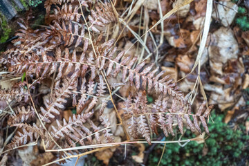 Abstract dandelion flower background, closeup. Big dandelion on a natural background. Art photography. Soft focus.