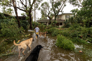 Naga City, Philippines - November 1, 2020: Aftermath of the super typhoon Goni. A young boy walking with his dogs in front of his flooded residence observing the destruction of the super typhoon Goni,