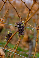 Weinlese - Traubenreste