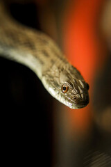 Water diamond snake Nerodia rhombifer in the gothic style with a glass of red wine
